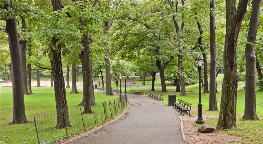 A wide path curving through Central Park, lined with trees